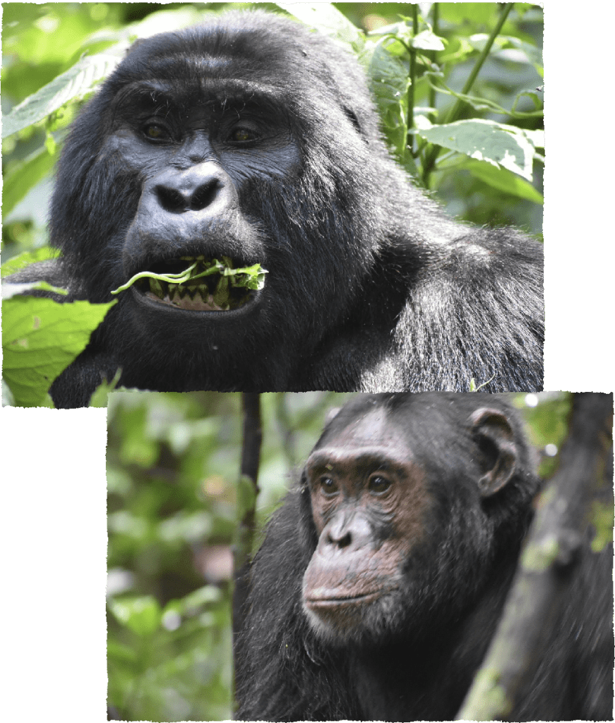 Uganda apes